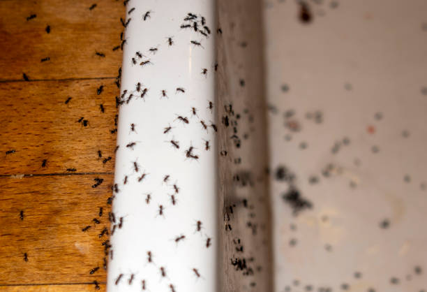 Best Wasp Removal Services  in Gregory, SD