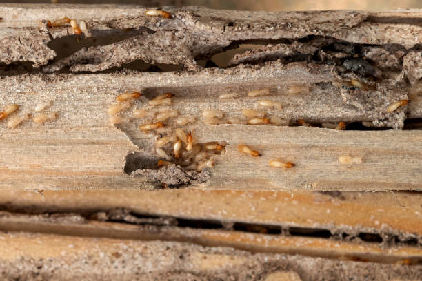 Trusted Gregory, SD Pest Control Experts