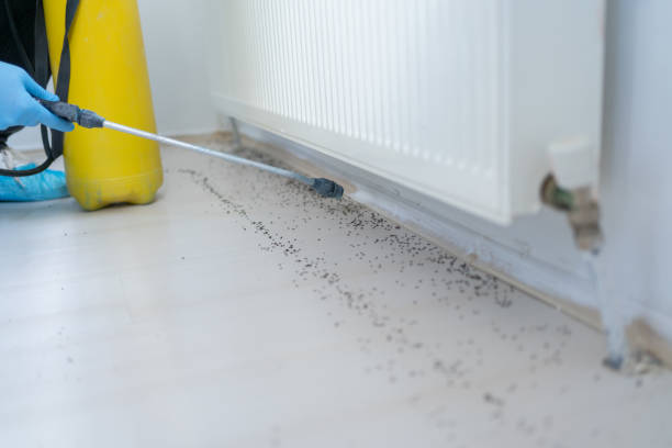 Best Flea Control Services  in Gregory, SD