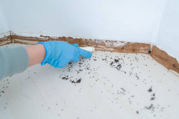 Best Local Pest Control Services  in Gregory, SD